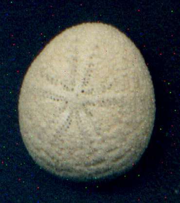 Echinocyamus