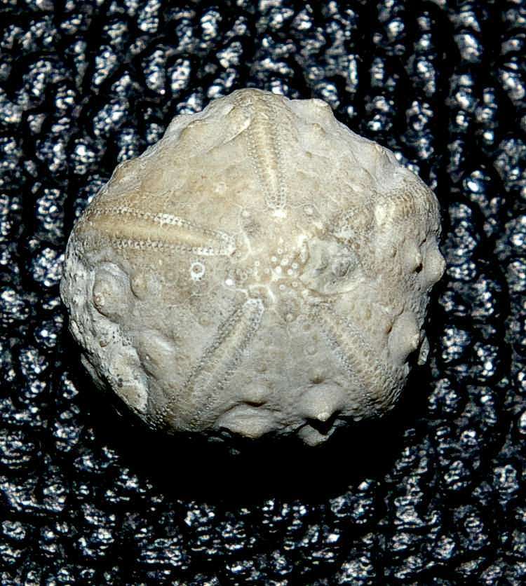 Acrosalenia angularis.jpg