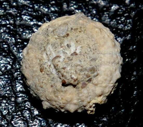 Aptian fossil echinoid