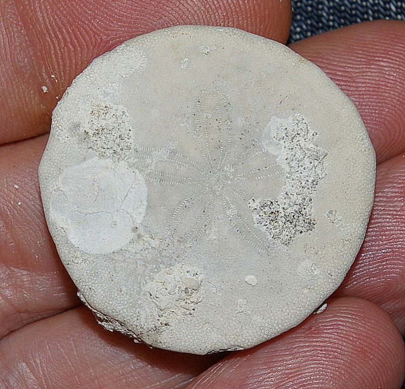 Periarchus lyelli echinoid