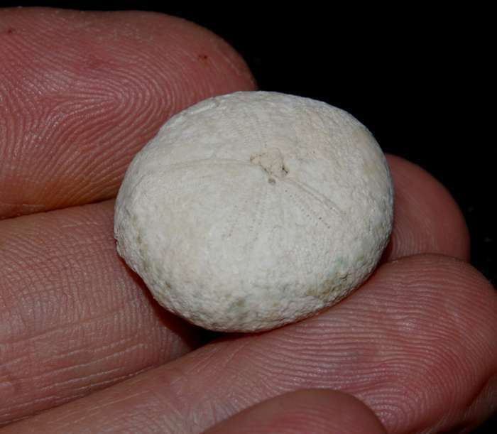 Oligopygus haldemani