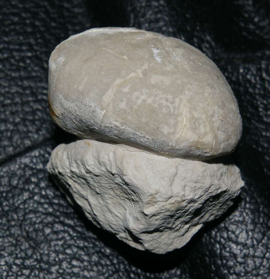 Micraster stolleyi