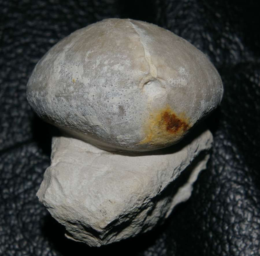 Micraster stolleyi