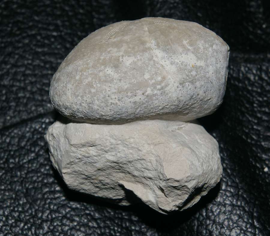 Micraster stolleyi