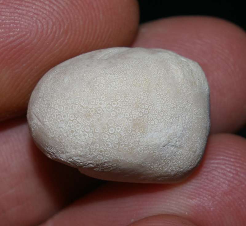 fossil echinoid
