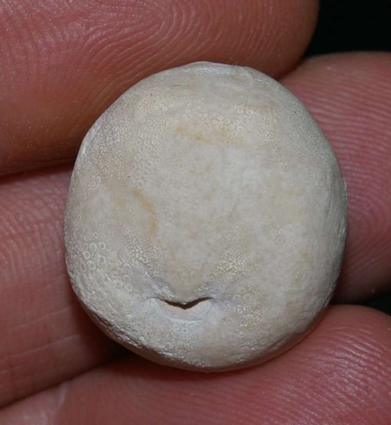 campanian echinoid