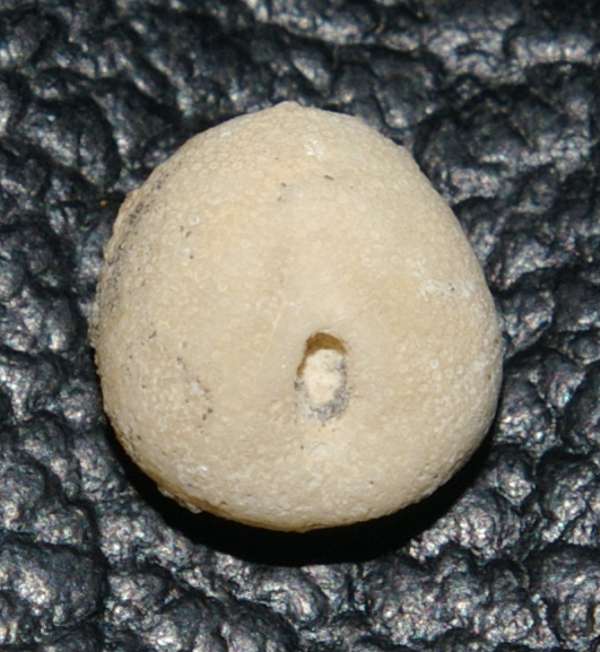 Nucleopygus minimus