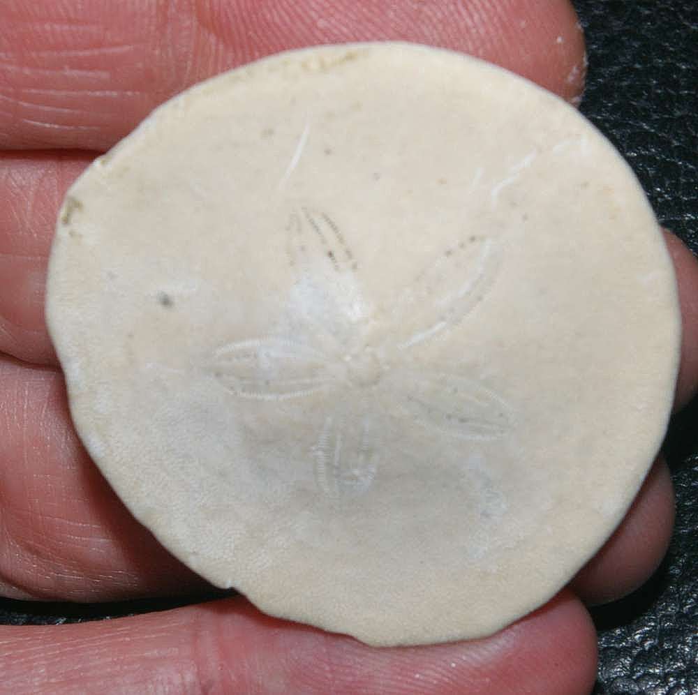 Periarchus lyelli fosil echinoid