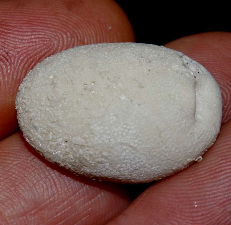 Eurhodia rugosa depressa