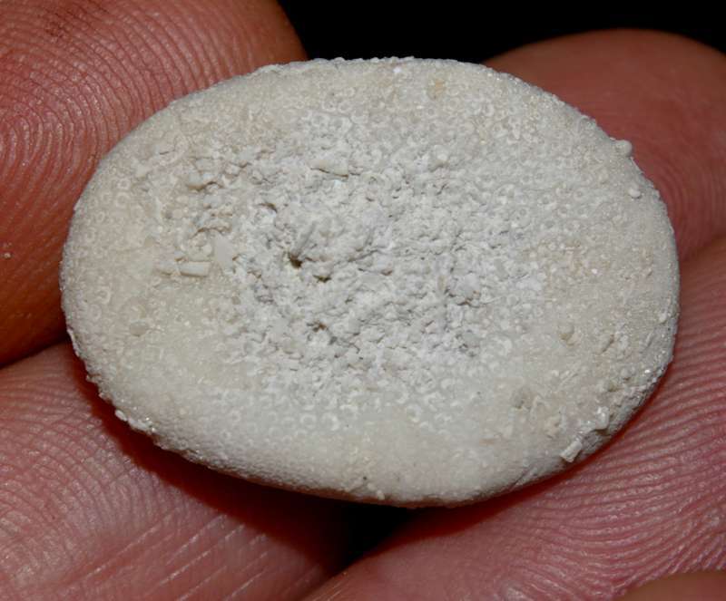 Eurhodia rugosa depressa