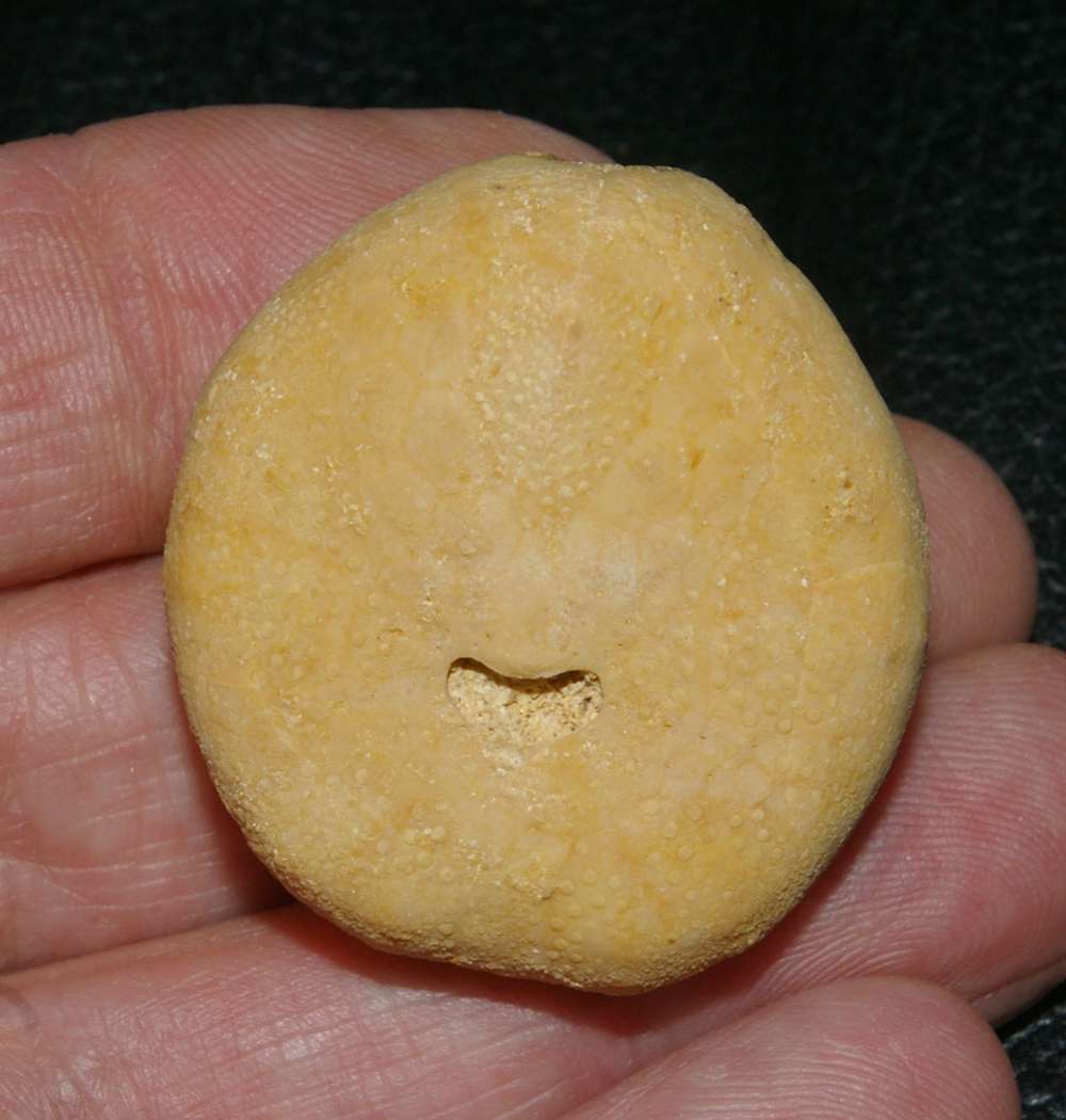 fossil echinoid