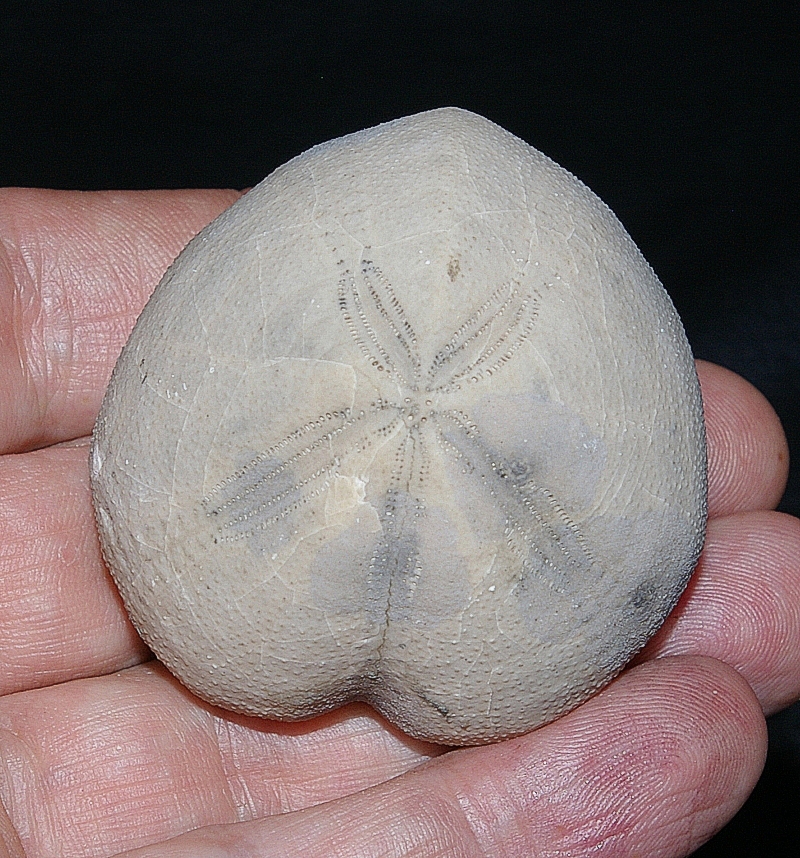 Micraster cortestudinarium.jpg