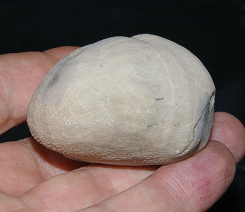 fossil echinoid Micraster cortestudinarium.jpg
