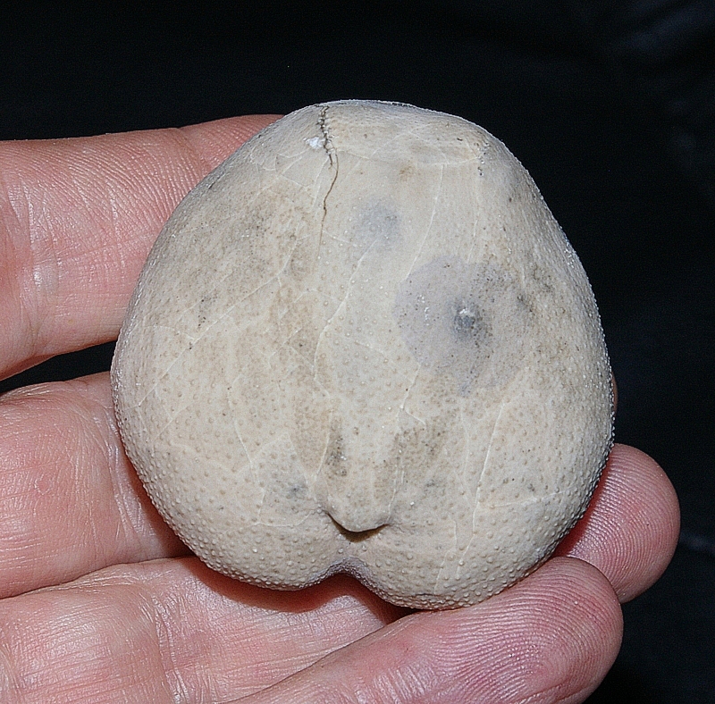 fossils echinoids Micraster cortestudinarium.jpg