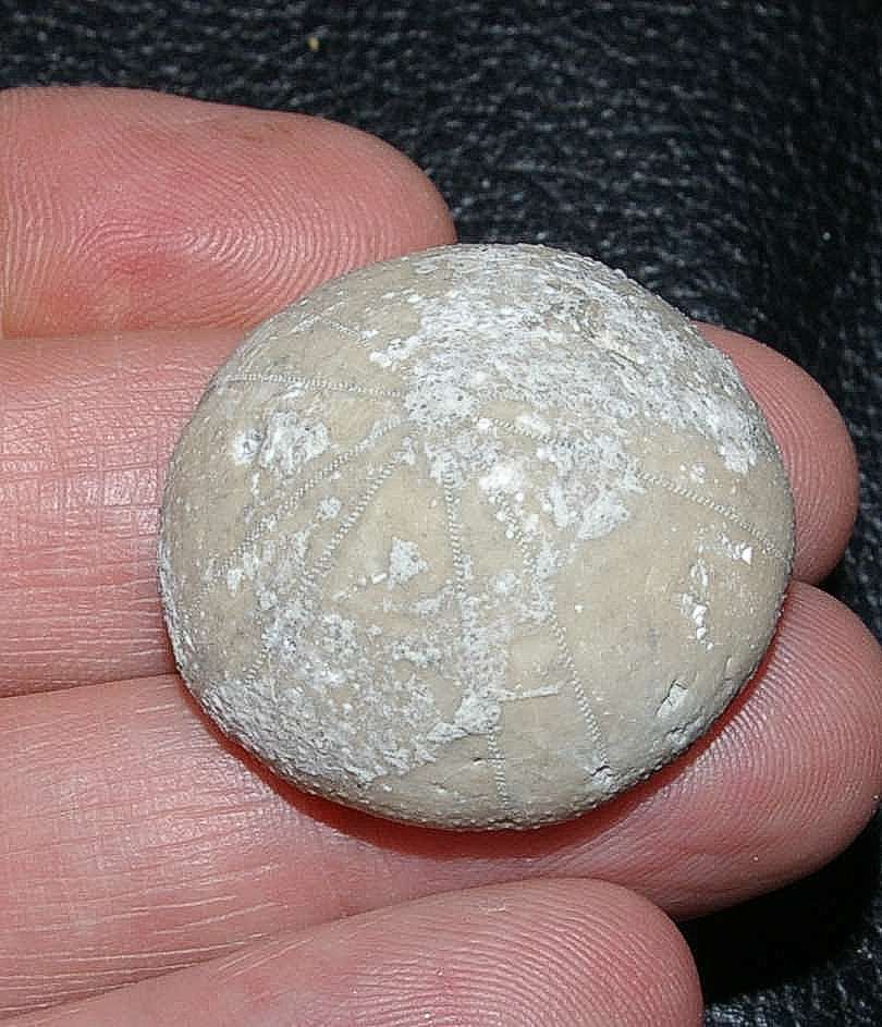 Holectypus coralinus