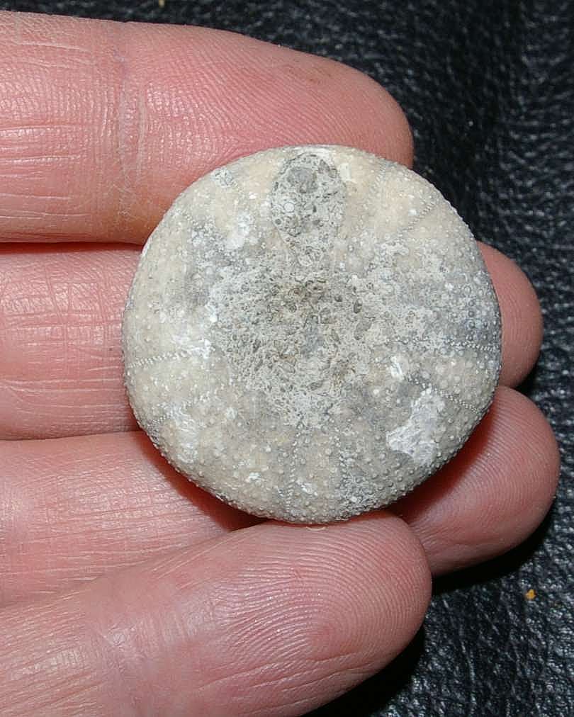 Holectypus coralinus echinoid