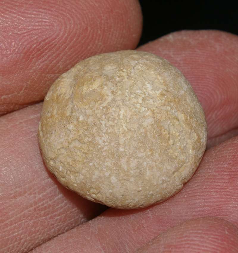 Holectypus coralinus