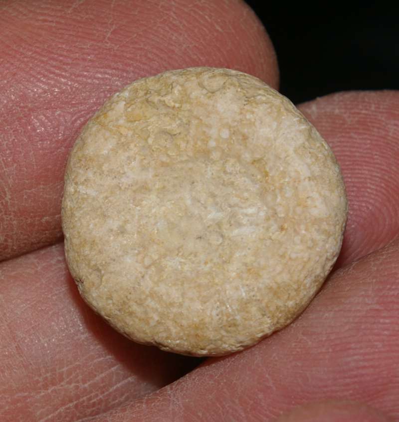 Holectypus coralinus echinoid