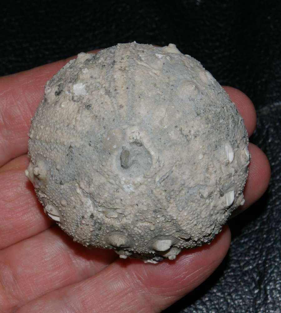 Gymnocidaris agassizi