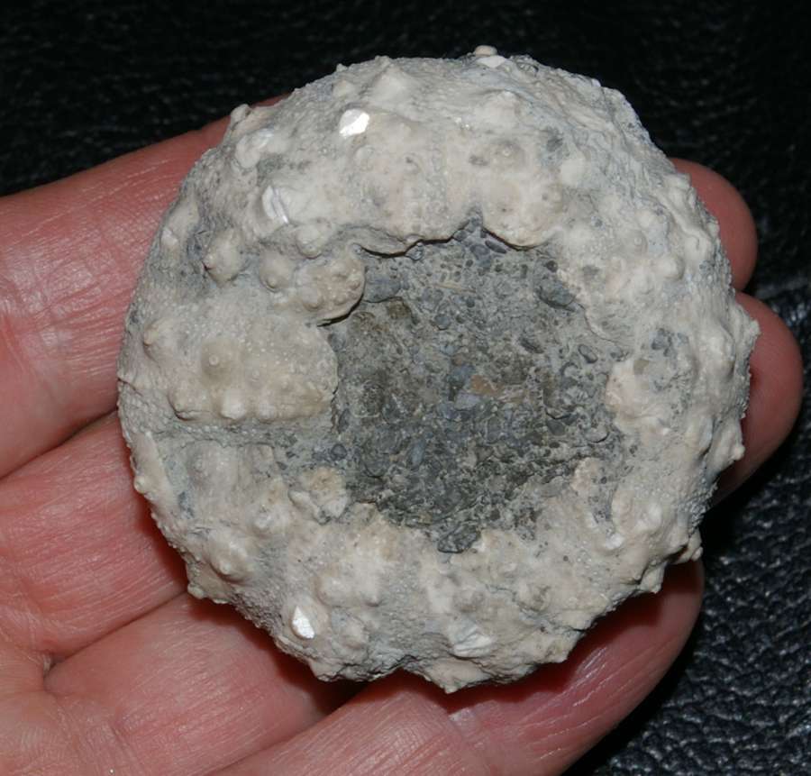 Gymnocidaris agassizi