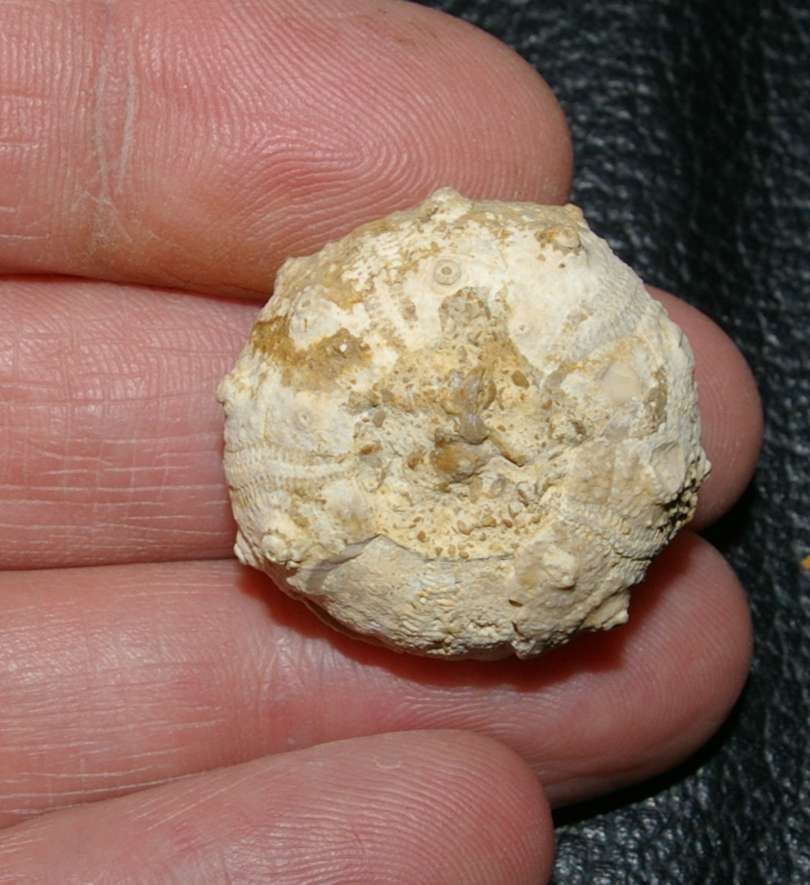 Rhabdocidaris orbignyana