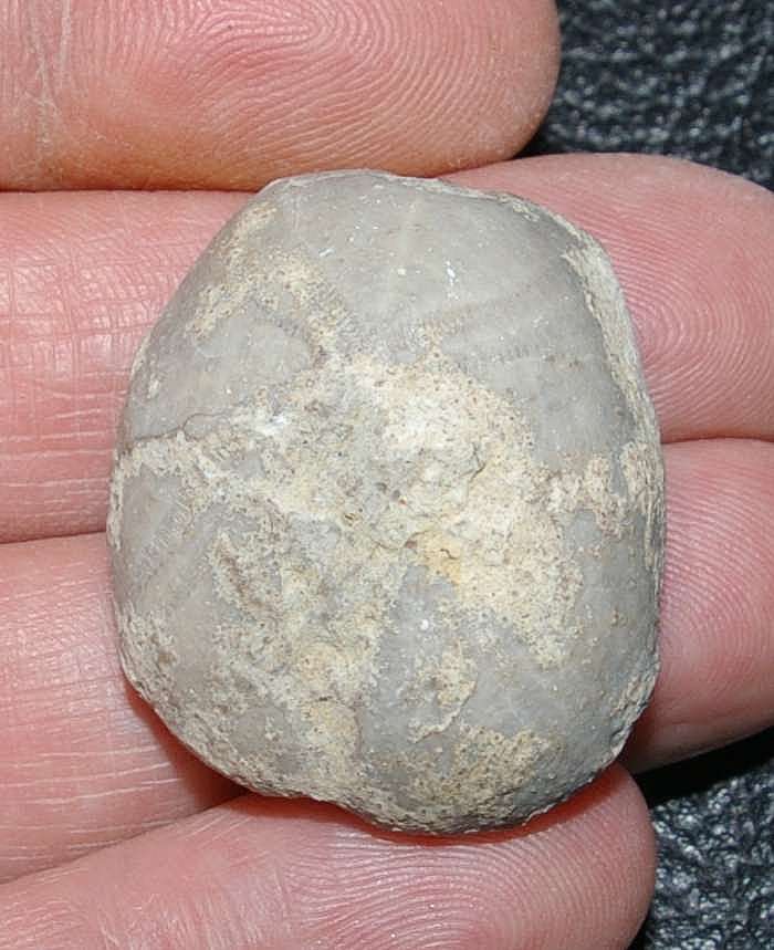 Fossil echinoid
