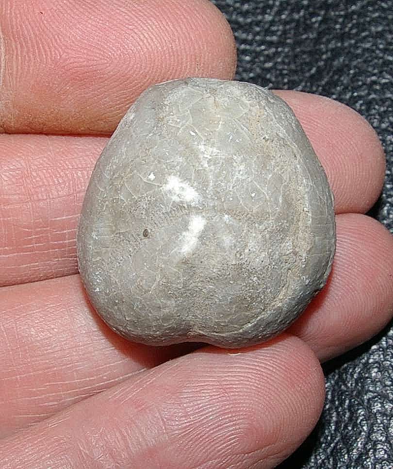 Fossil echinoid