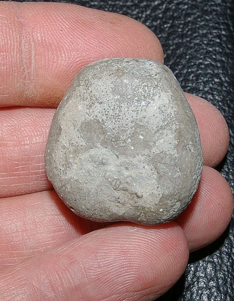 Fossil echinoid
