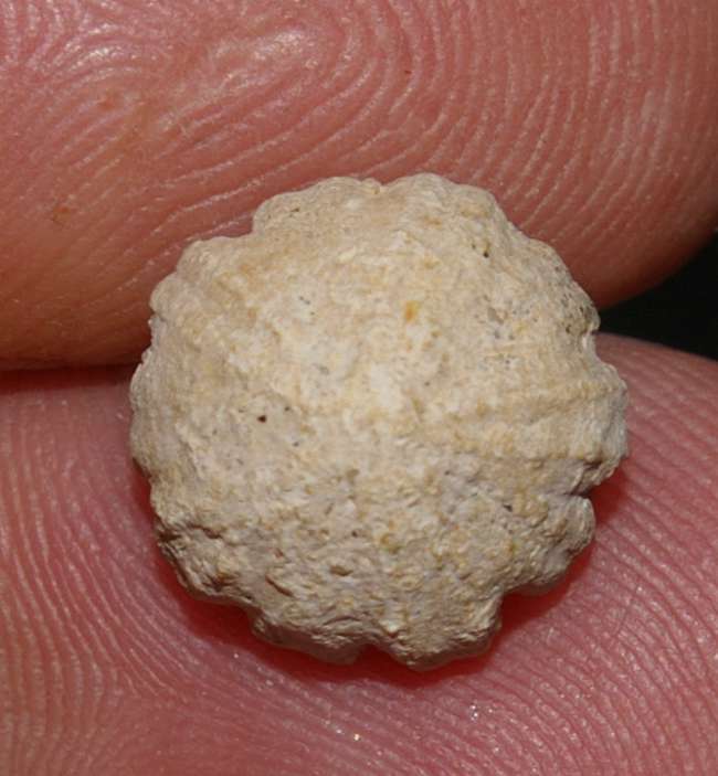  Fossils echinoids