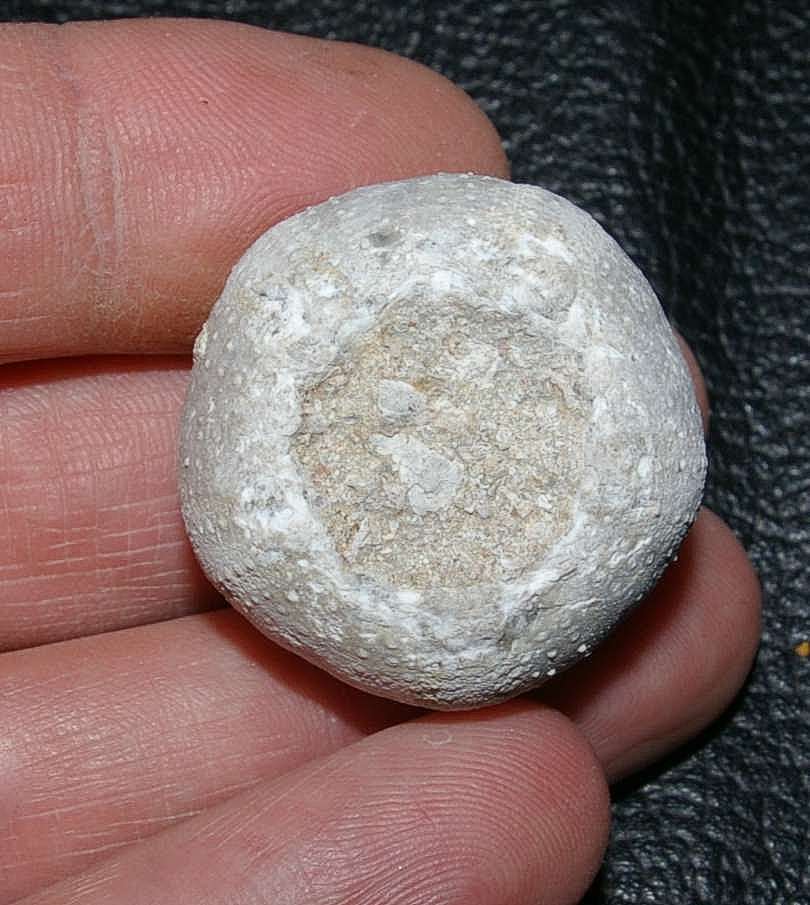 Fossil echinoid