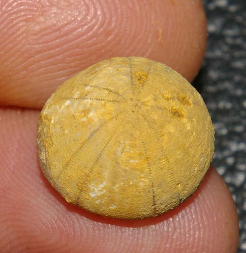 Fossil echinoid