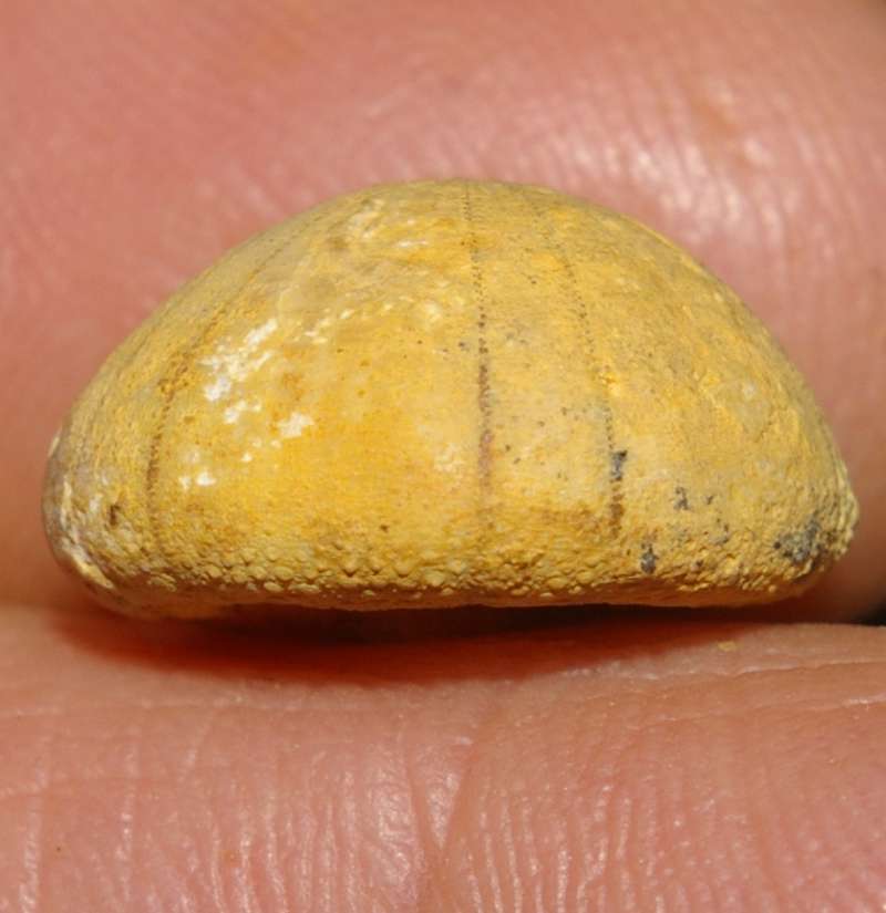 Fossil echinoid