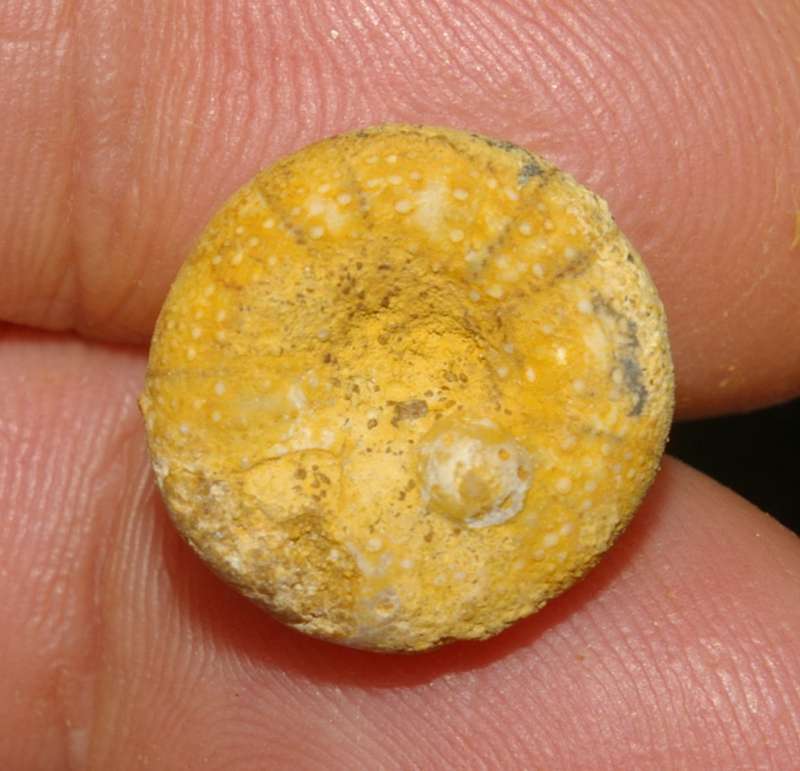 Fossil echinoid
