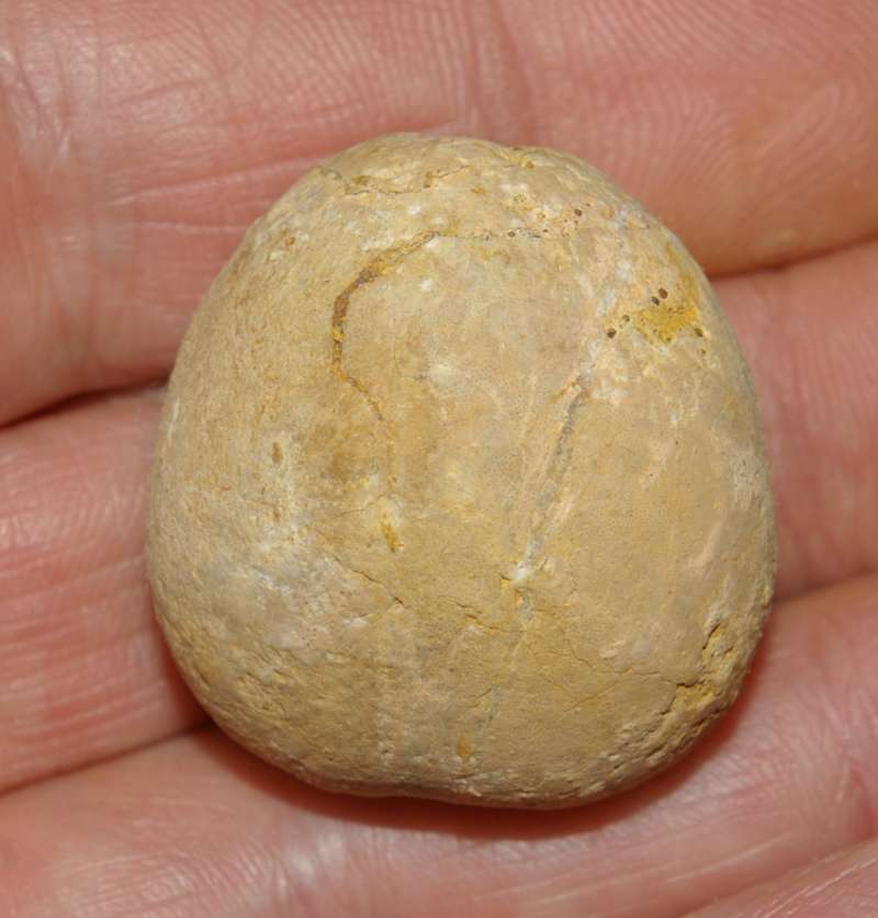 Fossil echinoid