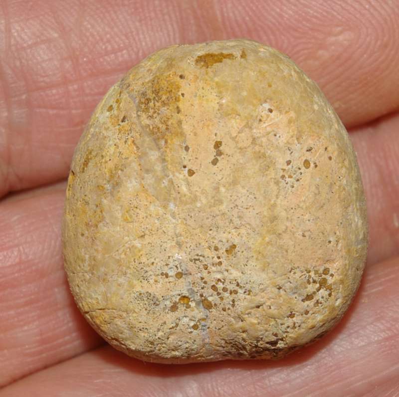 Fossil echinoid