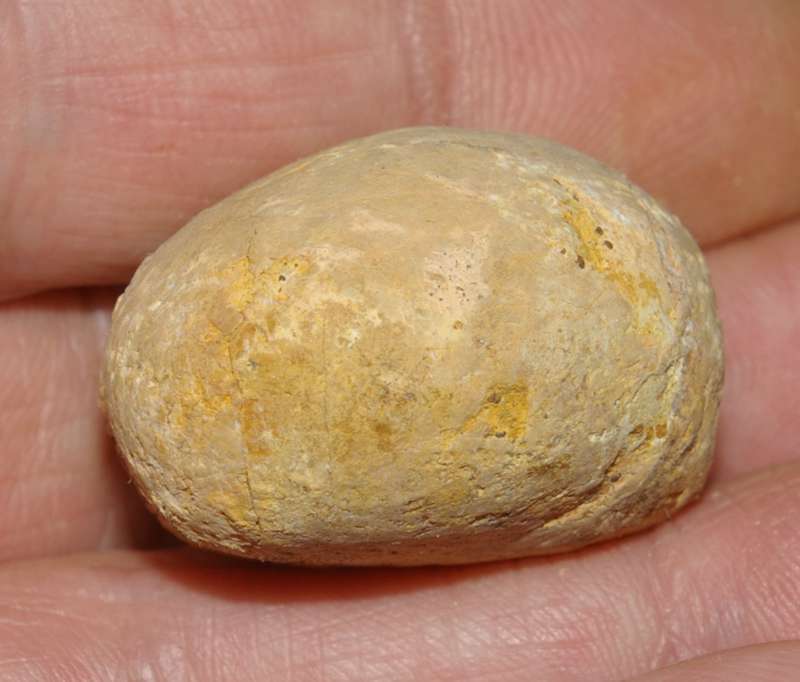Fossil echinoid