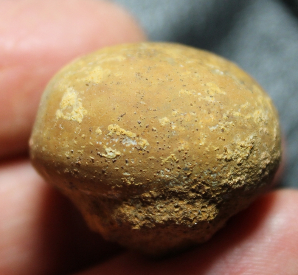 Fossil echinoid