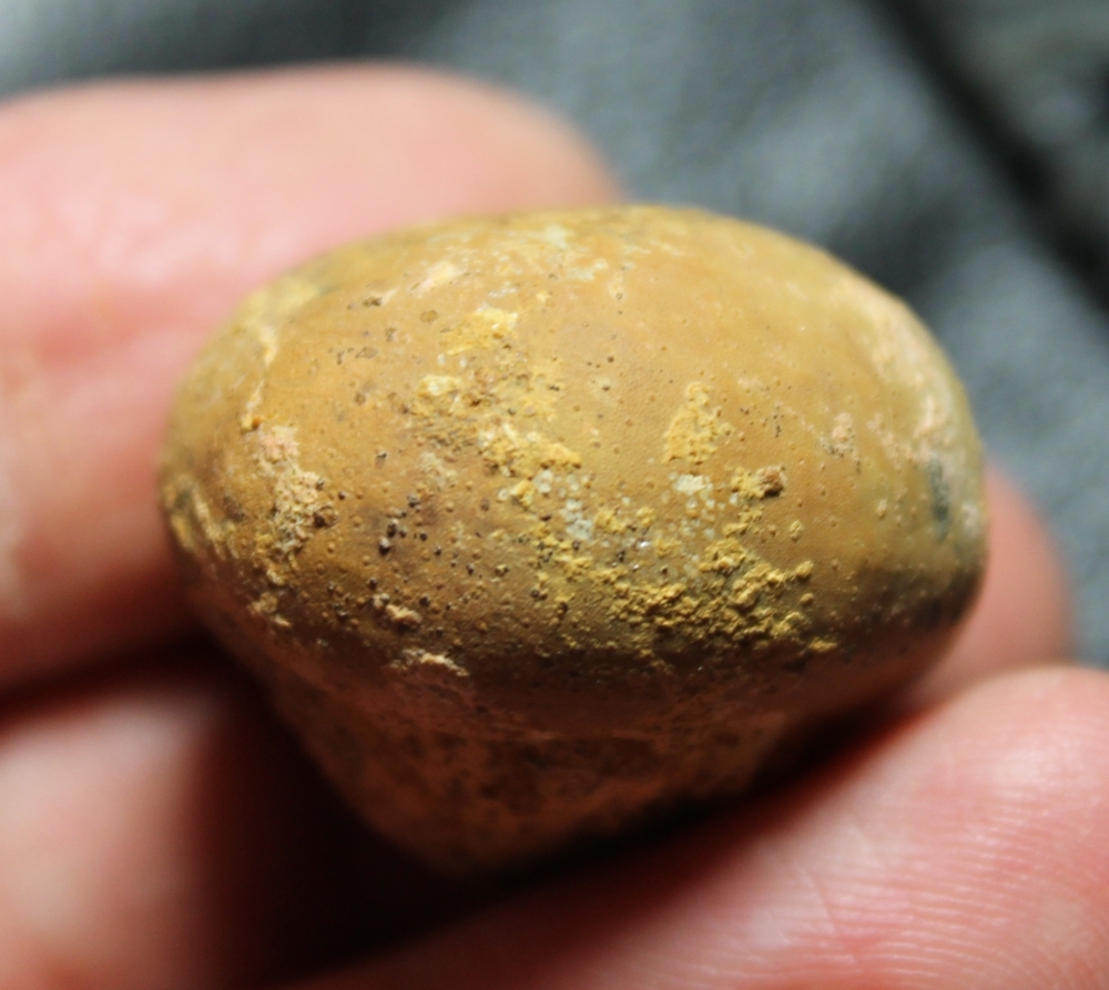 Fossil echinoid