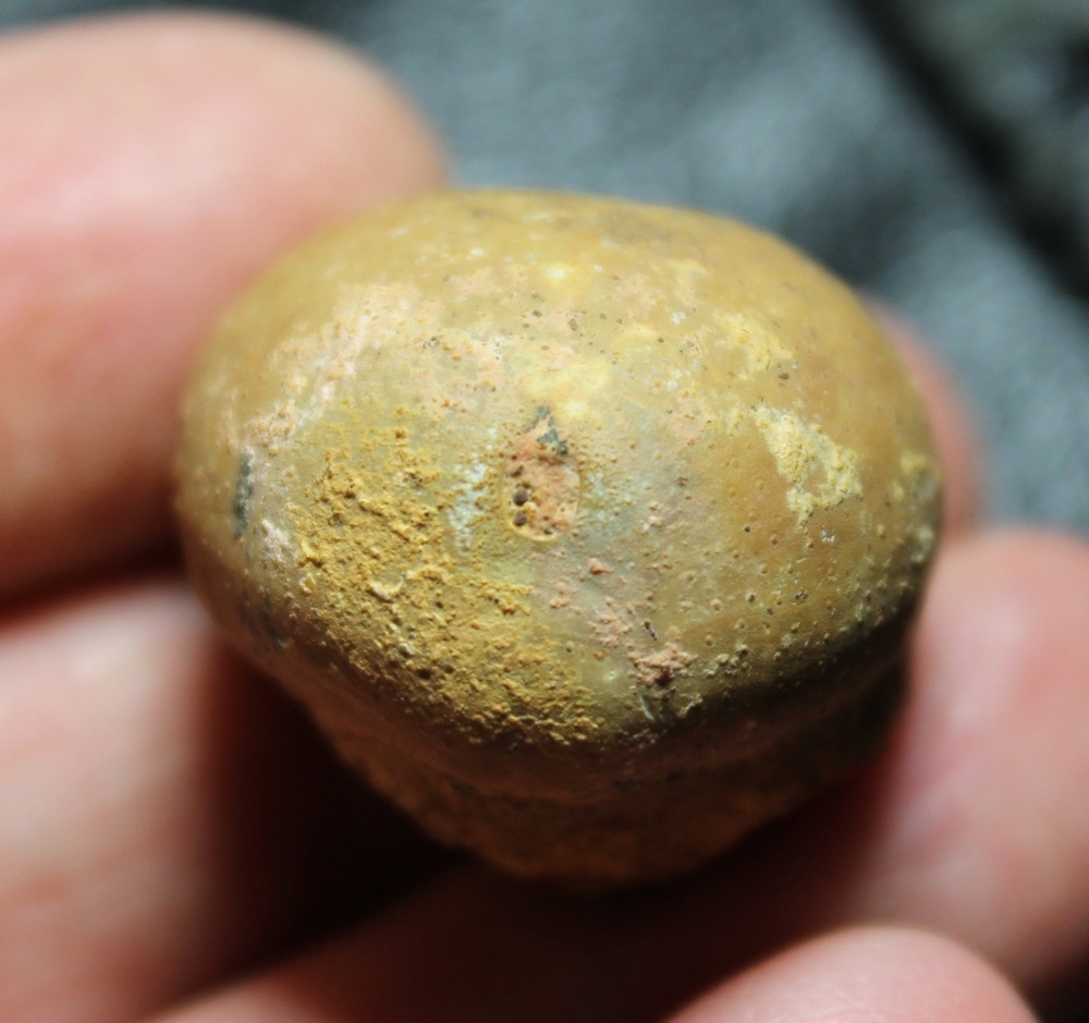 Fossil echinoid