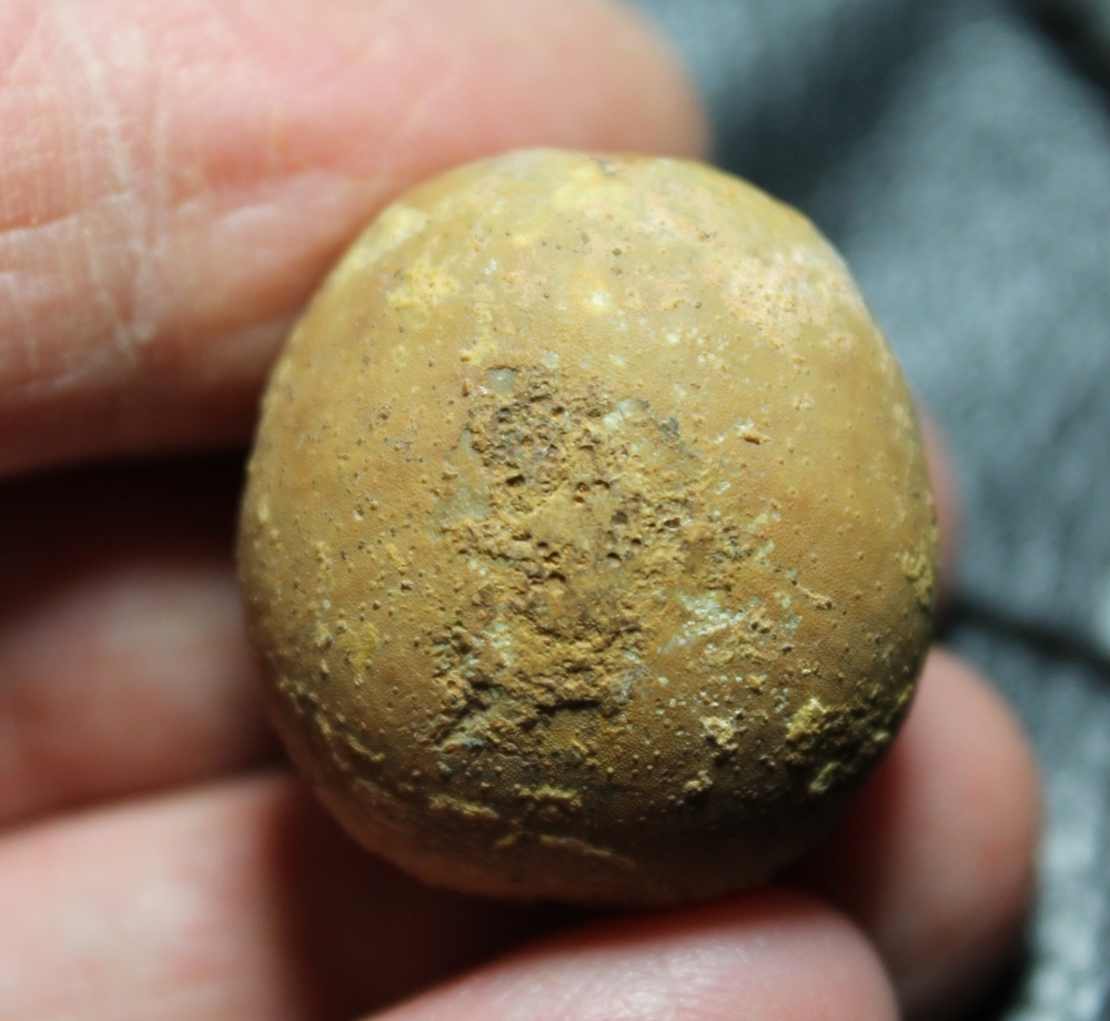 Fossil echinoid