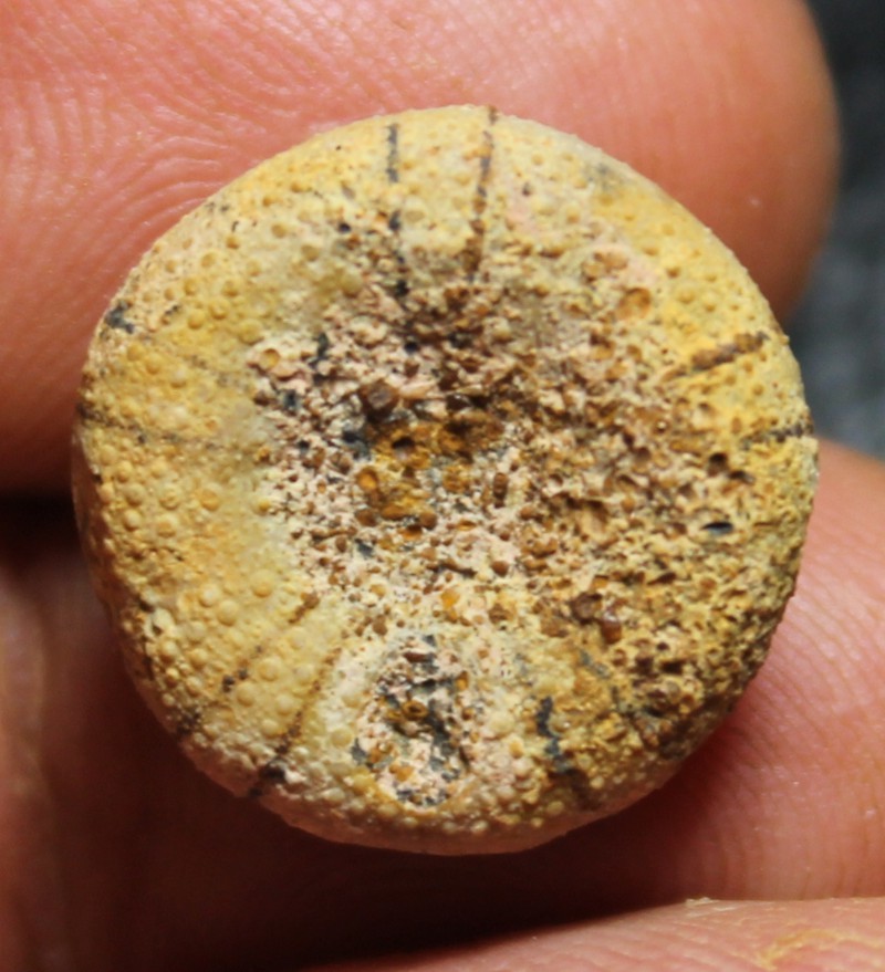 Holectypus