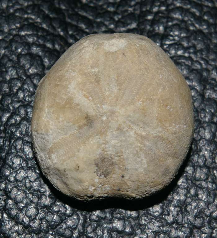 Hemiaster scutiger