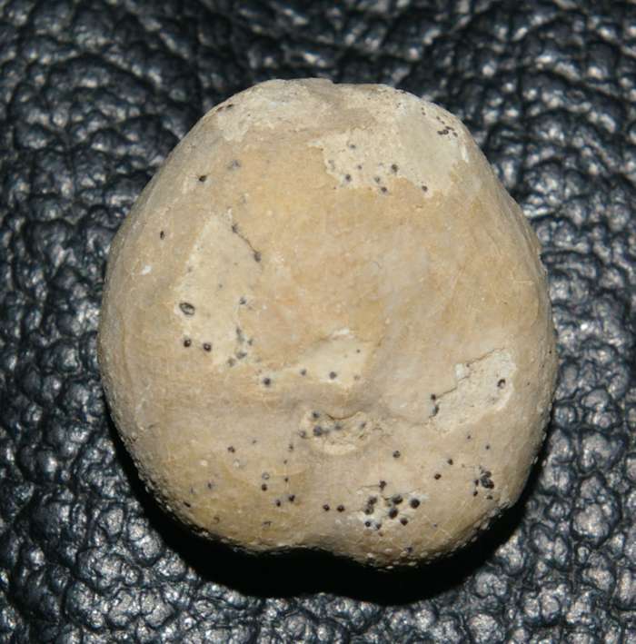 Hemiaster scutiger