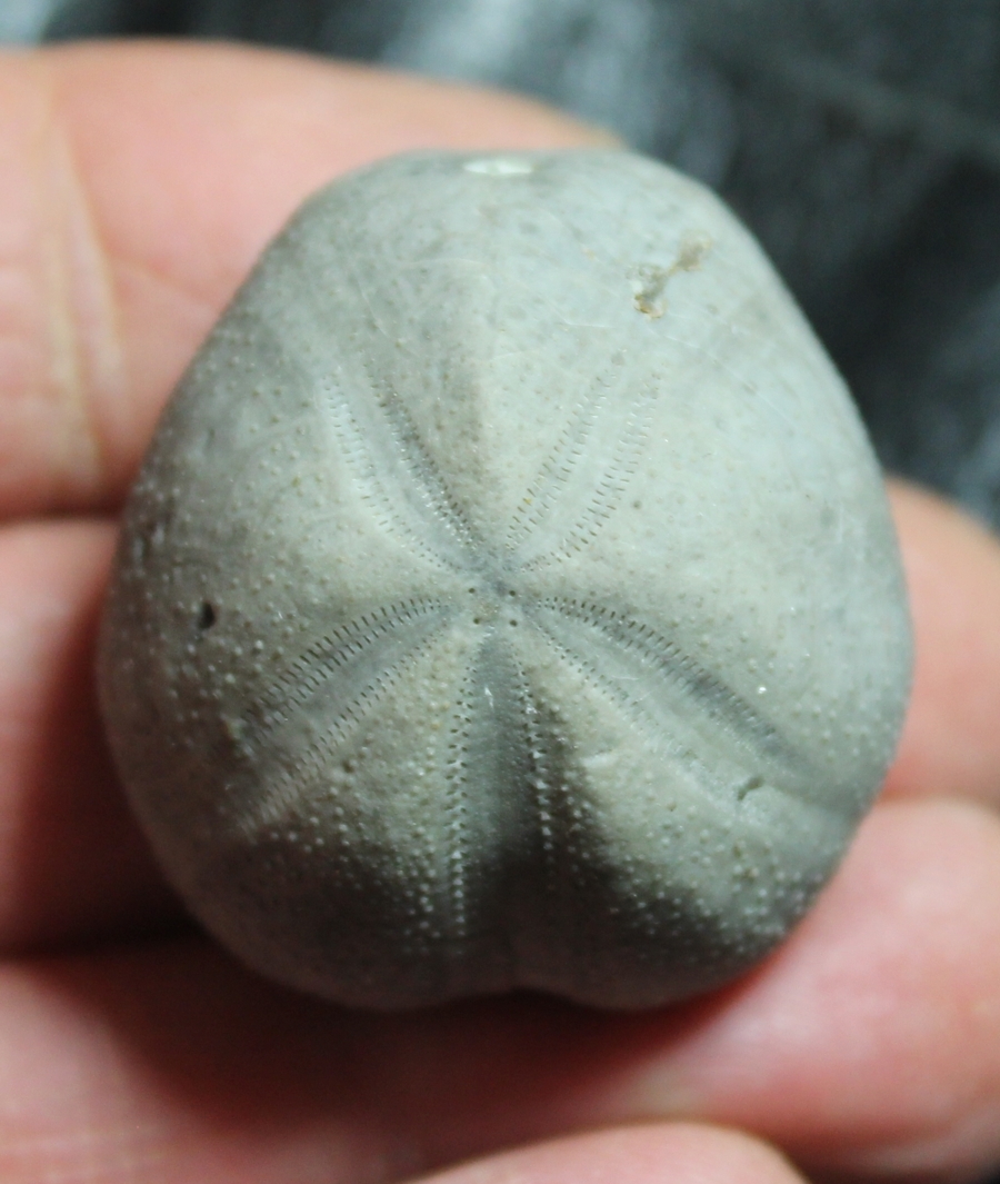 Toxaster ampulus
