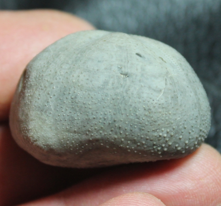 Toxaster ampulus