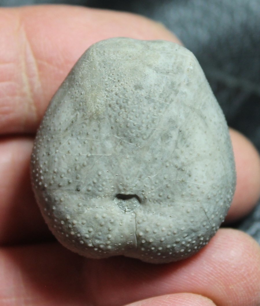 Toxaster ampulus