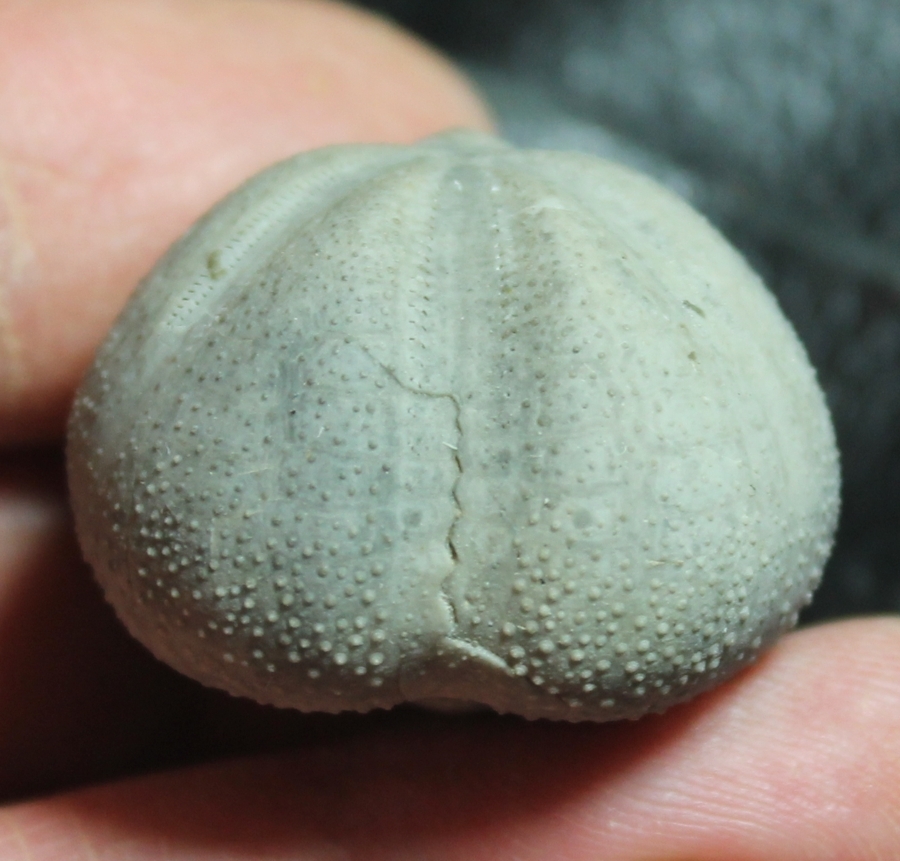 Toxaster ampulus