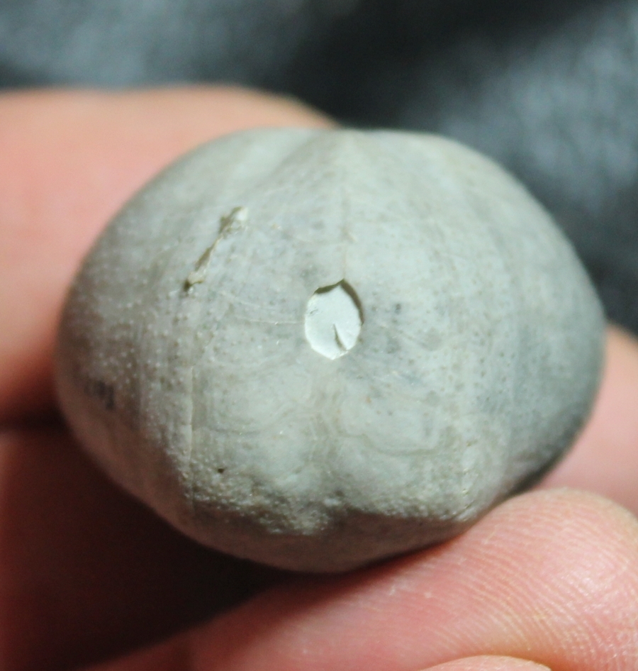 Toxaster ampulus