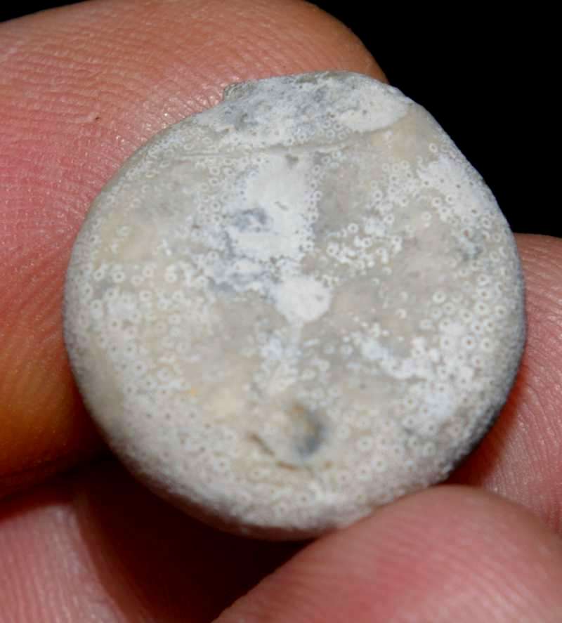 Campanian echinoid