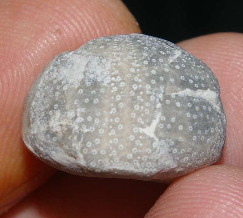 Fossil Campanian echinoid